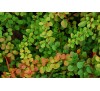 Барбарис  Тунберга Грин Орнамент (Green Ornament) С2
